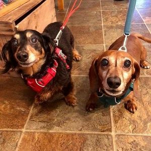 Meet your Posher, Robert